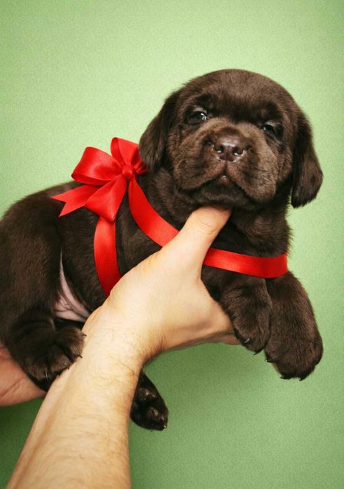 Шоколадні лабрадори документи КСУ-FCI