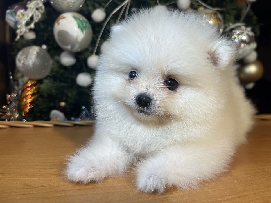 Померанський шпіц