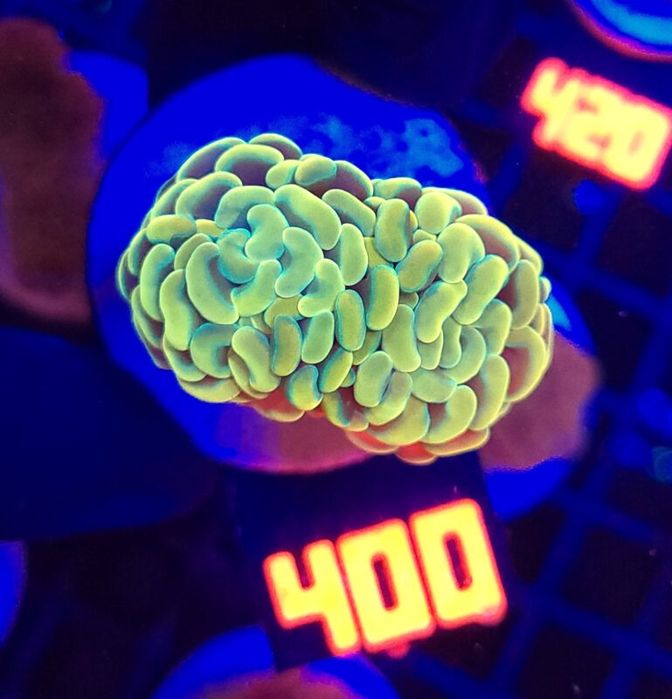 Euphyllia paraancora GOLD 2h (400) [Koralowiec LPS]