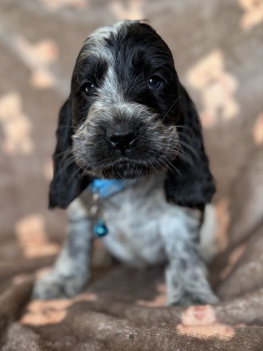 Piesek cocker spaniel angielski szczeniak