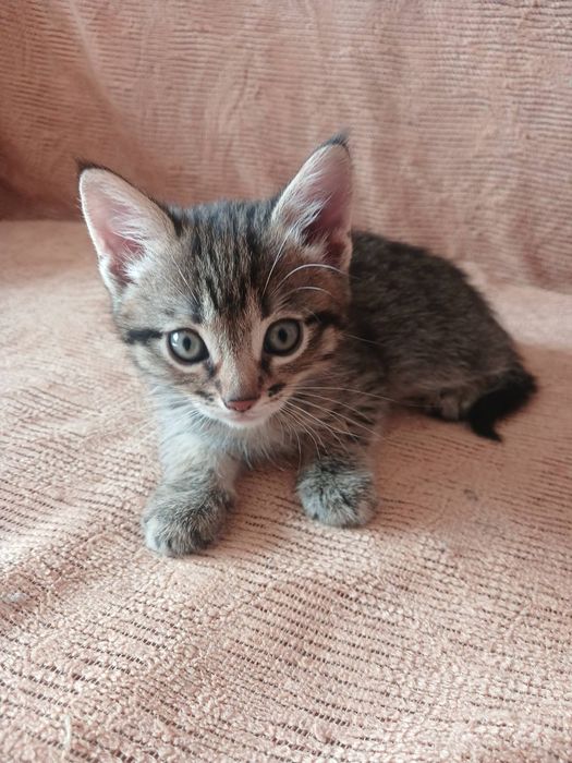 Кошенята у добрі руки