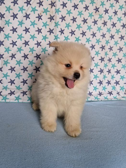 Pomeranian boo aktualne
