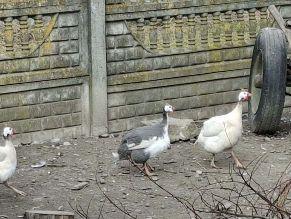 Perliczki perlik samiec biały standard czarny szary