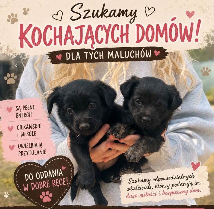 Oddam pieska  i suczke w dobre ręce , pieski będą małe
