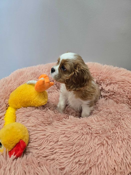 Cavalier king charles spaniel ,ZKwP FCI- piesek