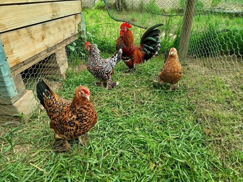 Jaja lęgowe karzełek łapciaty, serama