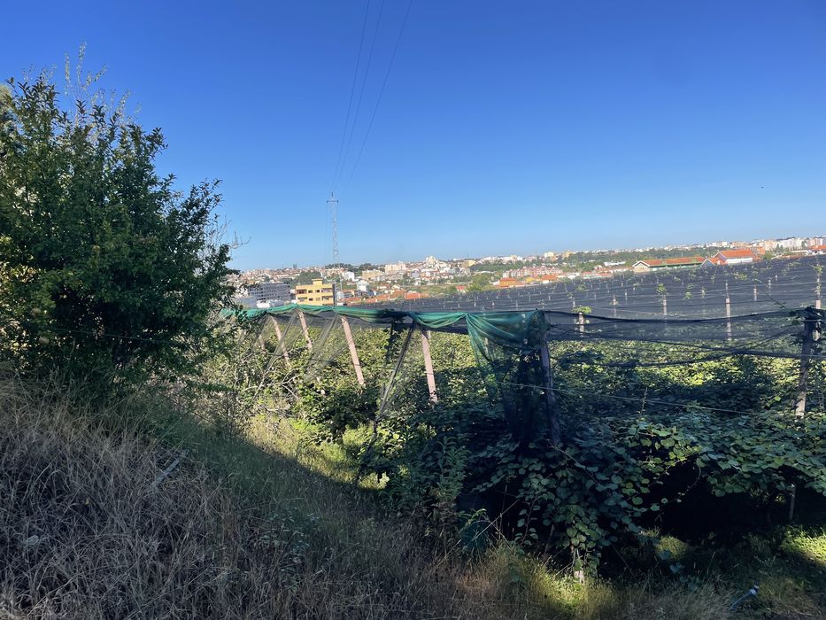 Estrutura de pomar kwis e sistema de rega