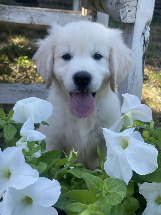 Golden Retriever- cudowna sunia!!