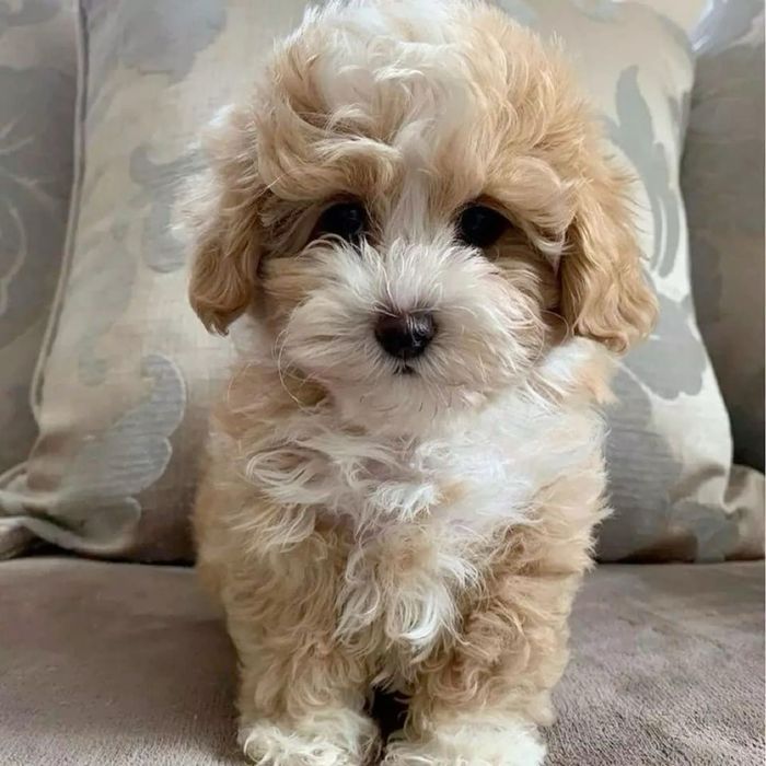 Мини мальтипу на любий смак