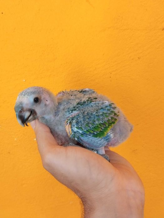 Papagaios bebés