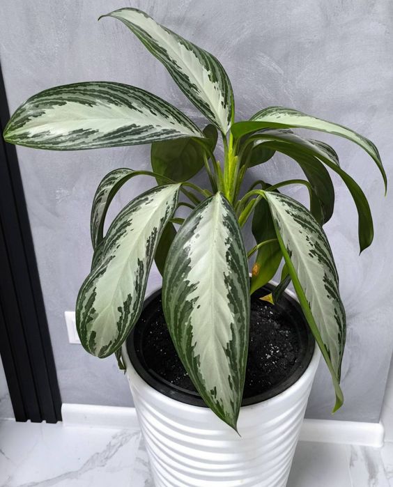 Вічнозелена невибаглива кімнатна рослина багатолистнаАглаонема кучеряв