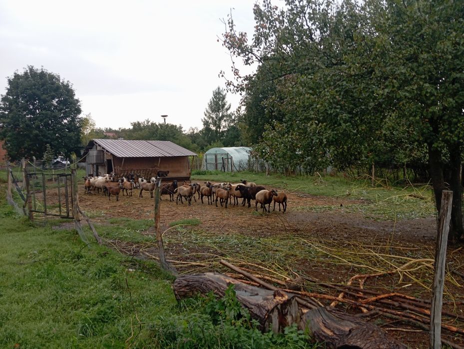 Owieczki kameruńskie