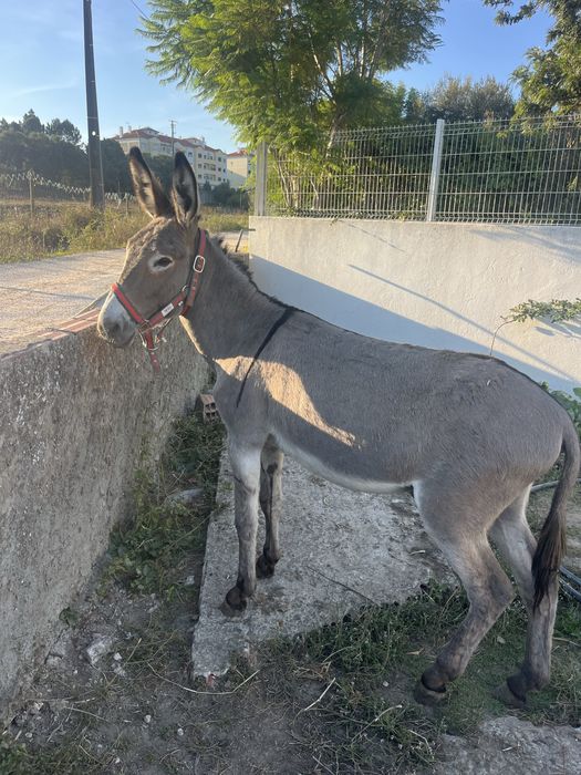 Burrinho pequeno montado