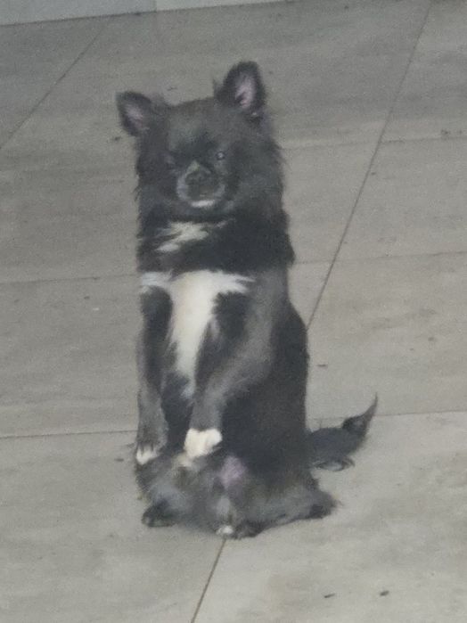 Piekny niebieski chłopczyk Zarezerwowany