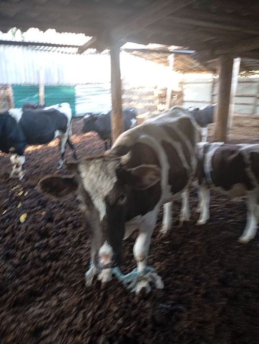 Продам первістку на молоко ,по цене  мяса