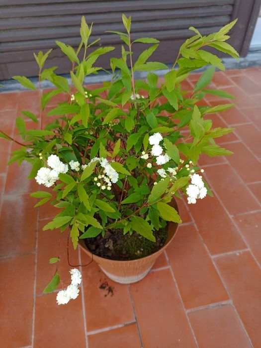 Plantas - Ivónimo e Aspíria