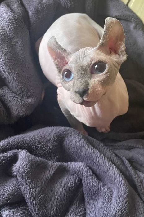 Эльф. Окрас: Поинт. Возраст 4 месяца