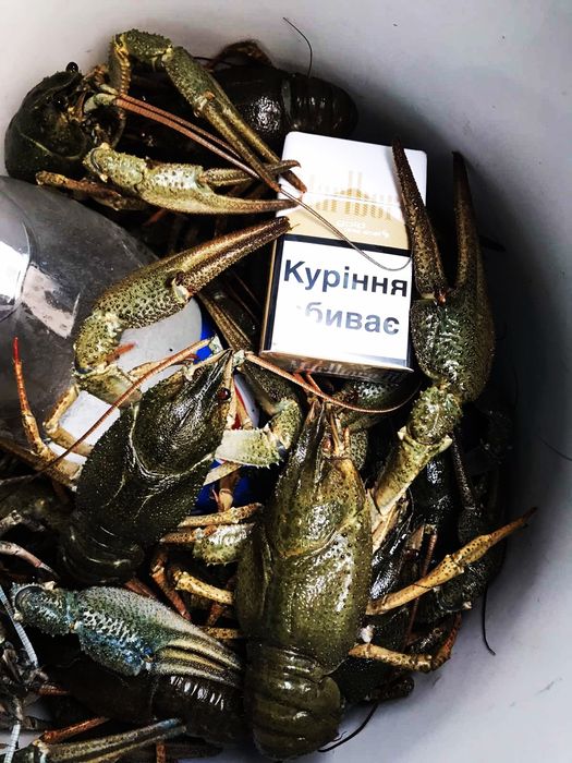 РАКИ Вінниця в наявності