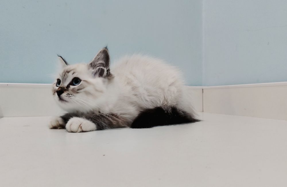 Uroczy kocurek Ragdoll