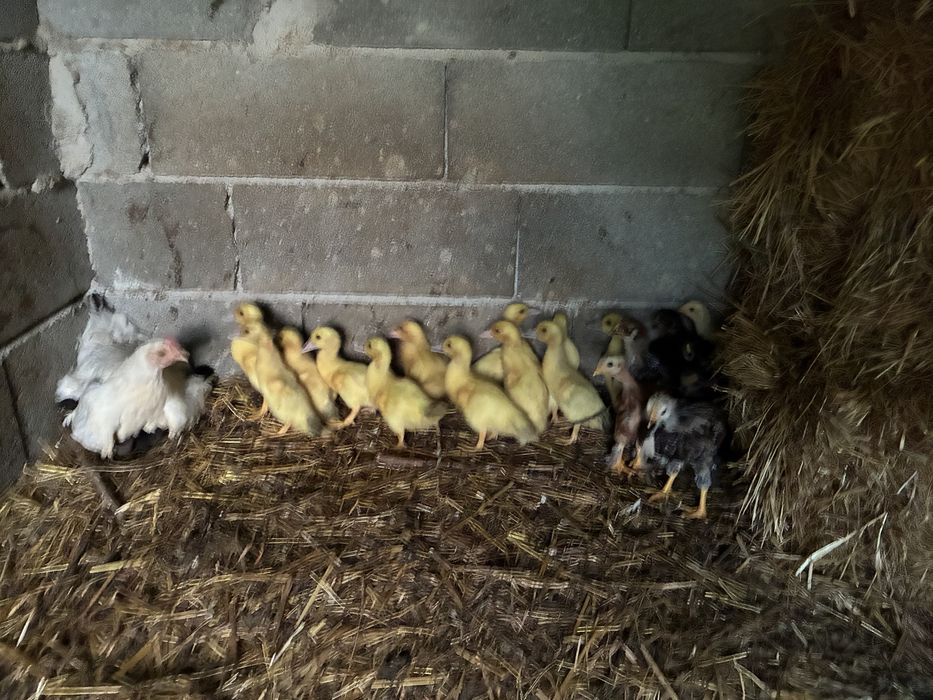 Varios patos e pintos de galinha