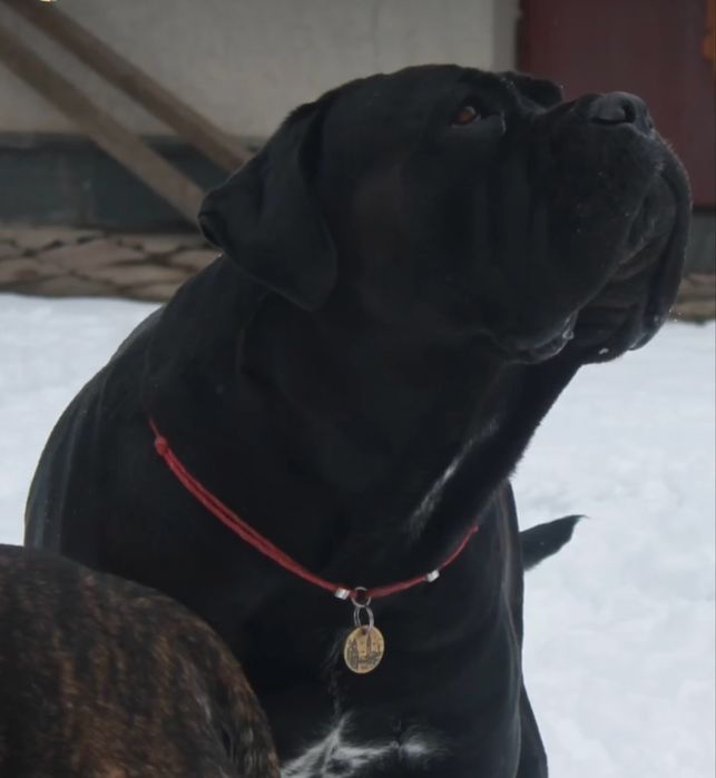 Кане-корсо, вʼязка