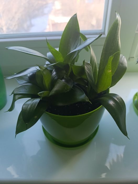 Продам кімнатні квіти