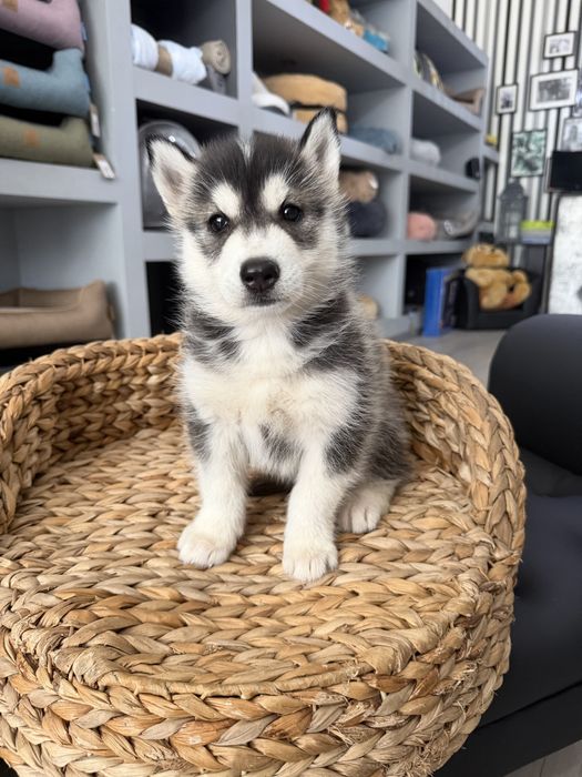 Husky menino top