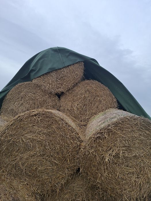 Słoma Bele przykryte
