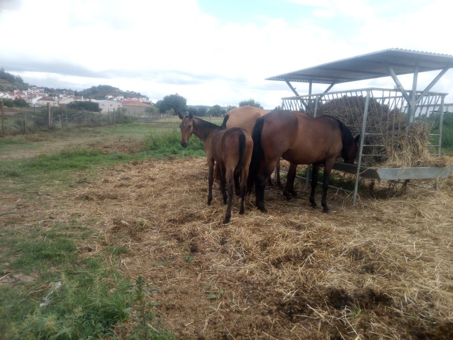 Poldro lusitano puro