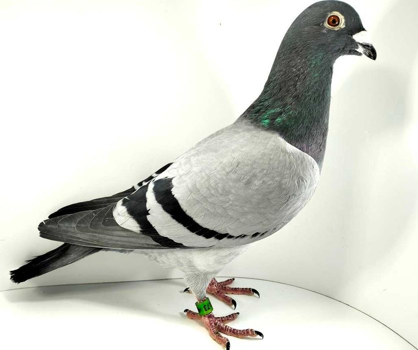 Gołębie pocztowe Leszek Kustra - samiec 2023r nr 10173