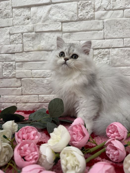 Kocur Szkocki Długowłosy