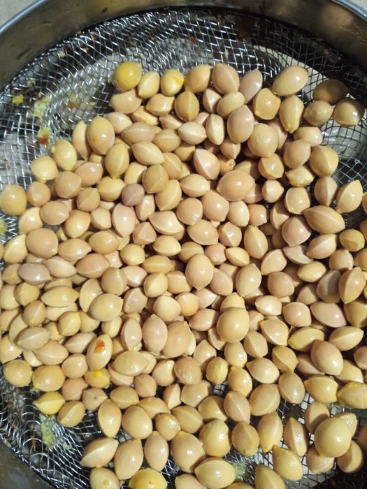 Гінкго білоба, насіння та саджанці