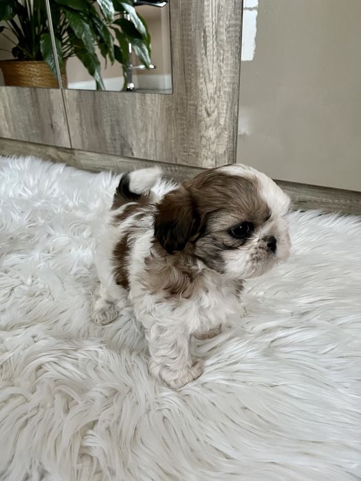 Shih tzu szczeniaczek