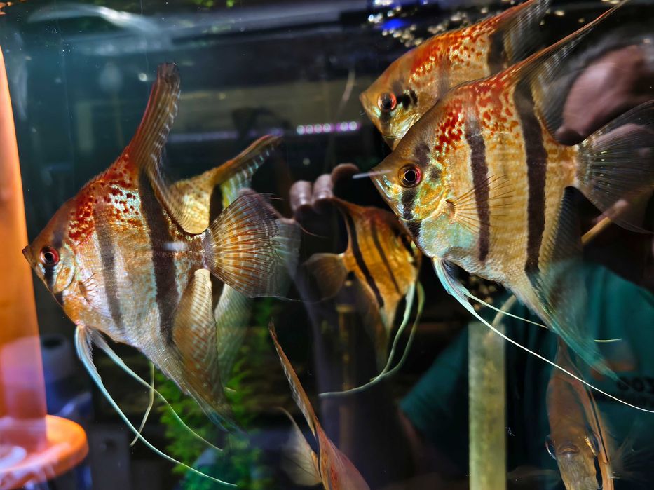 Skalary Santa Isabel, Pterophyllum scalare.