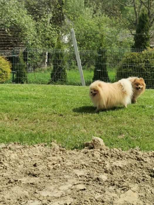 Szpic pomeranian pies dorosly