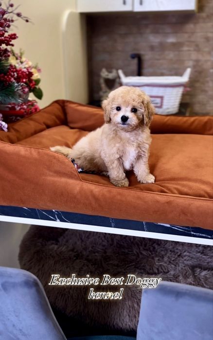 Мальтіпу ф1. Шикарні яскраві цуценята мальтіпу. Вакциновані, чіп,докум