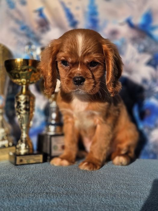 Cavalier King Charles Spaniel piesek z rodowodem