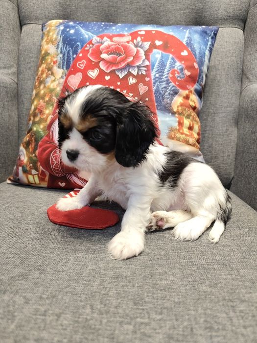 Cavalier King Charles spaniel, suczka