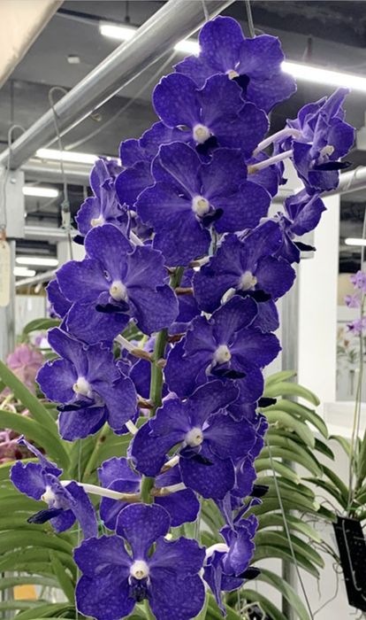 Ванда Vanda орхидея