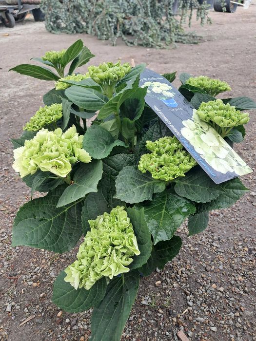 Hortensje ogrodowe, odmiany licencyjne