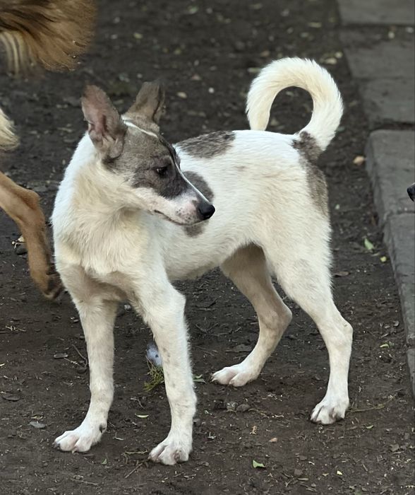 Щенок девочка Бровка