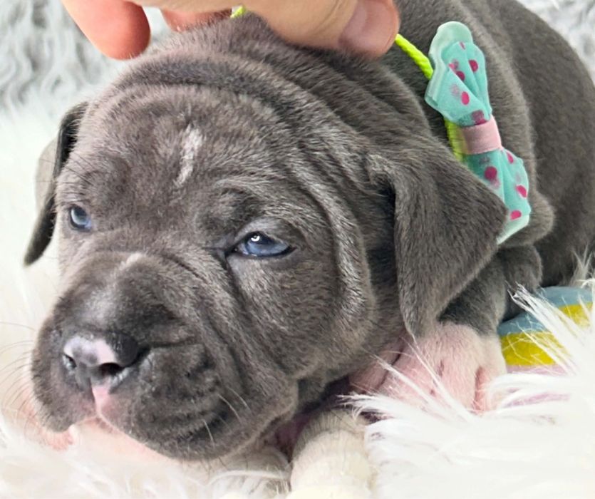 American Staffordshire Terrier suczka 10