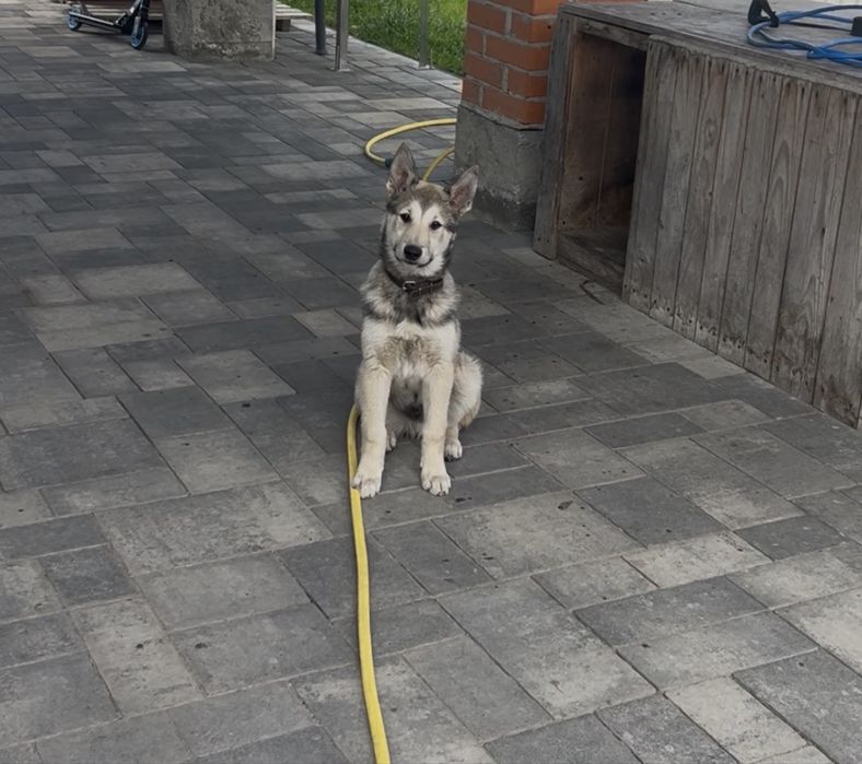 Лайка ЗСЛ з документами