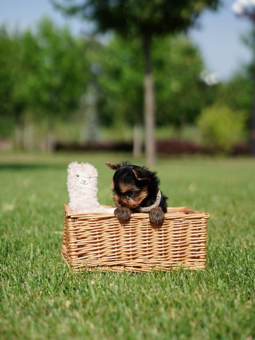 Щеночки красавчики