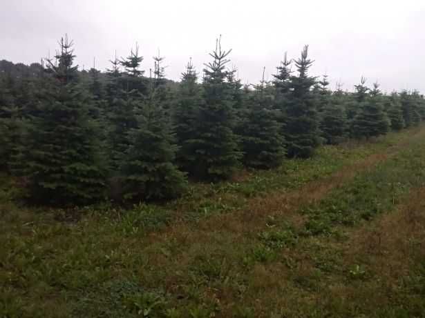 Choinki z Danii oferta hurtowa