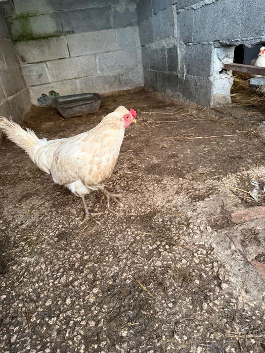 Ovos caseiros galados ( ótimos )