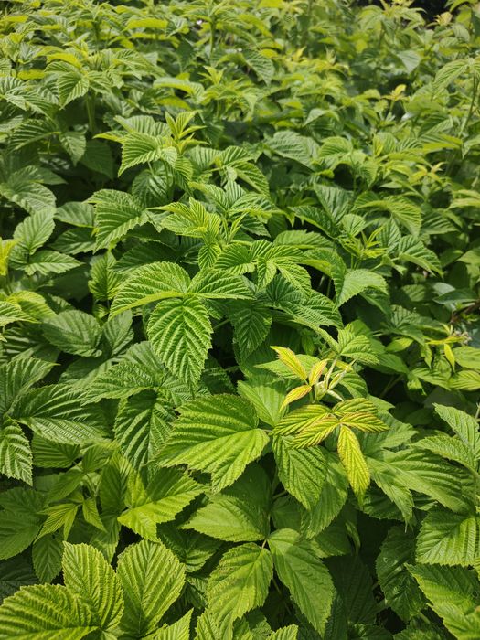 Rośliny ogrodowe sadzonki duże byliny