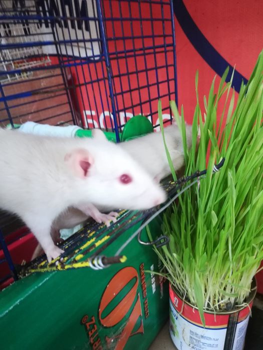 Крыски милашки малышки