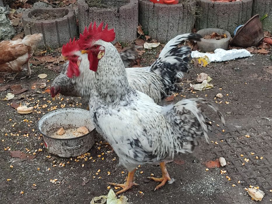 Живий півень великий