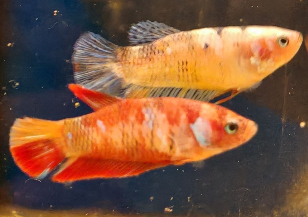 Bojownik koi samica Aquafizz Creative